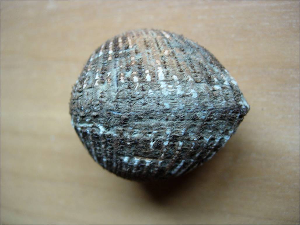 Anadora polii o corbuloides??